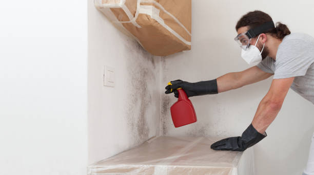 Professional Basement Mold Remediation technician working in Walnut Bottom, PA